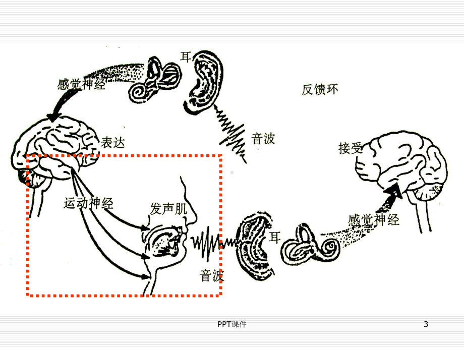 构音障碍(运动性)课件-002.ppt_第3页