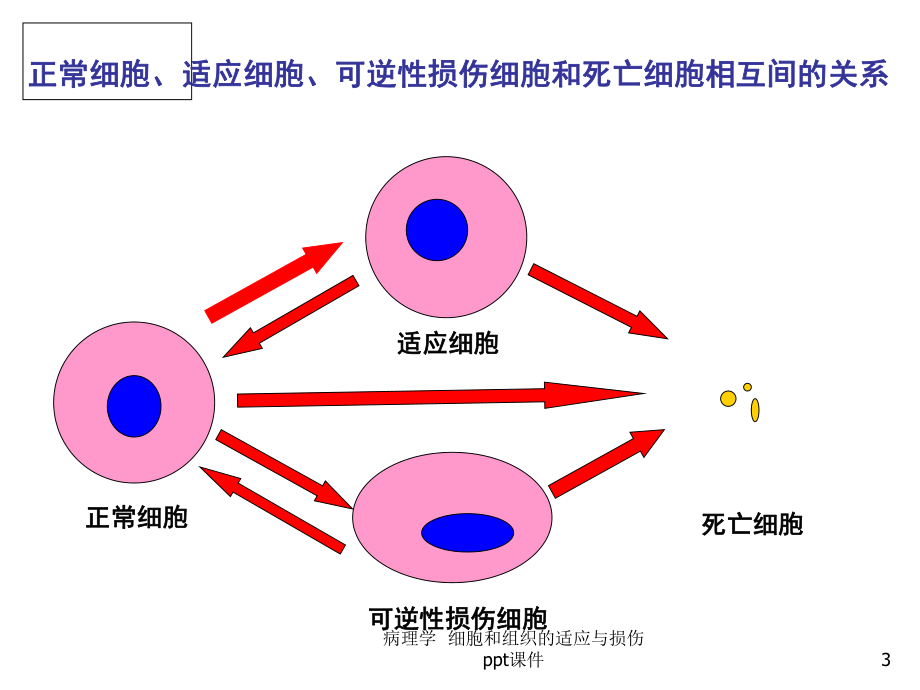 病理学-细胞和组织的适应与损伤课件.ppt_第3页