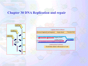 第30章DNA的复制与修复课件.ppt