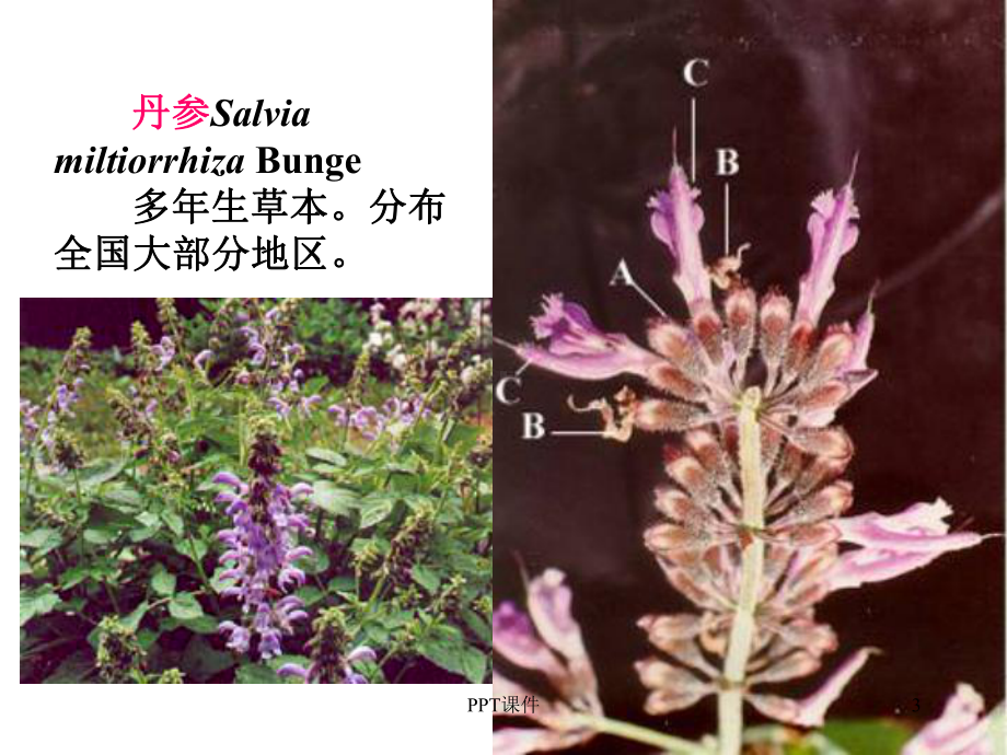 药用植物学--被子植物代表植物(三)课件.ppt_第3页