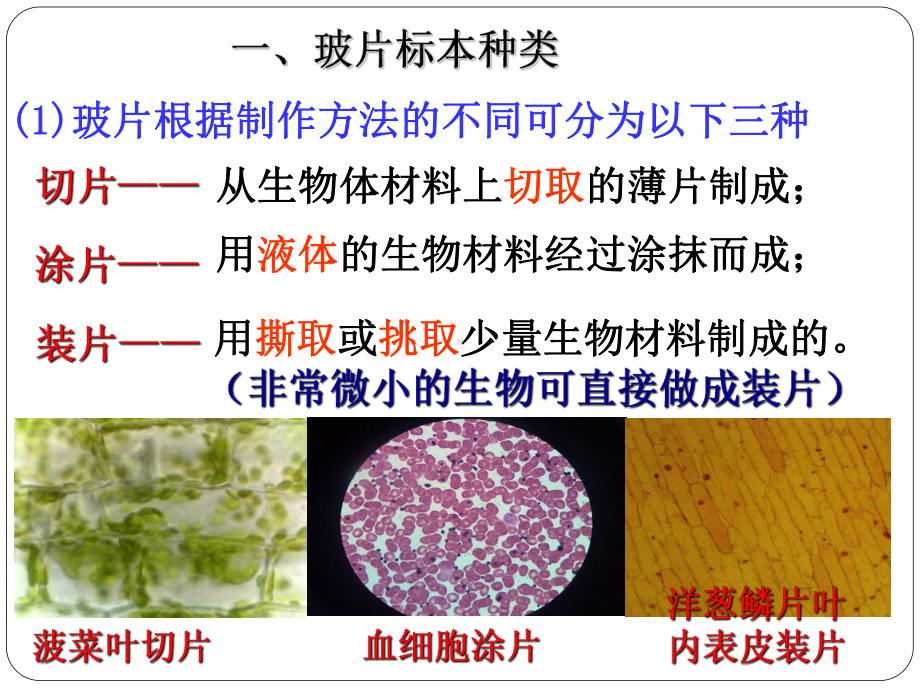 人教版七上植物细胞课件.pptx_第3页