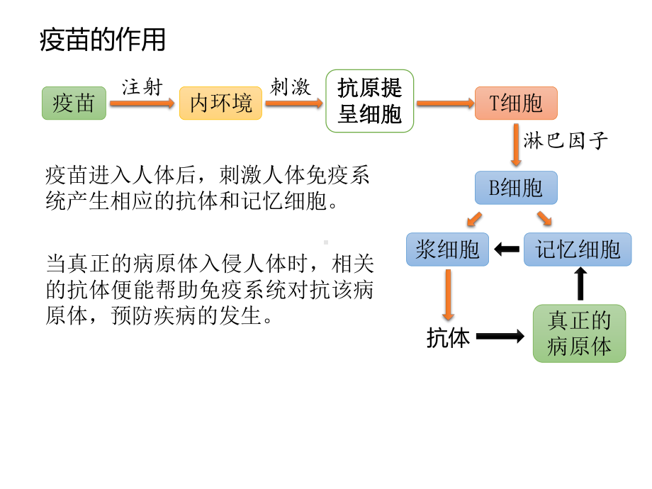 高考生物复习-二轮热点复习之疫苗课件.pptx_第3页