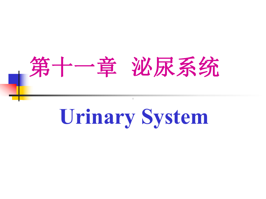 组织学与胚胎学-泌尿系统课件.ppt_第1页