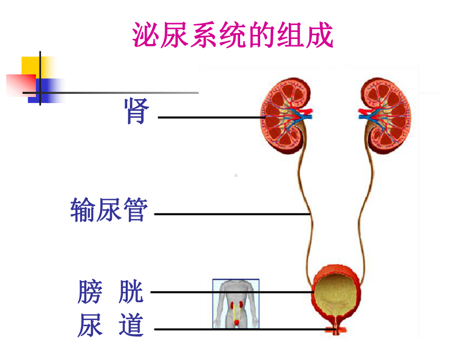 组织学与胚胎学-泌尿系统课件.ppt_第2页