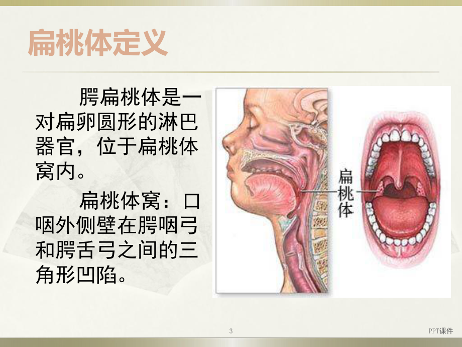 扁桃体及相关内容课件.ppt_第3页