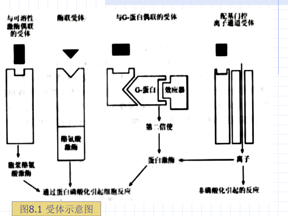 受体的放射配体结合分析法课件.ppt_第3页