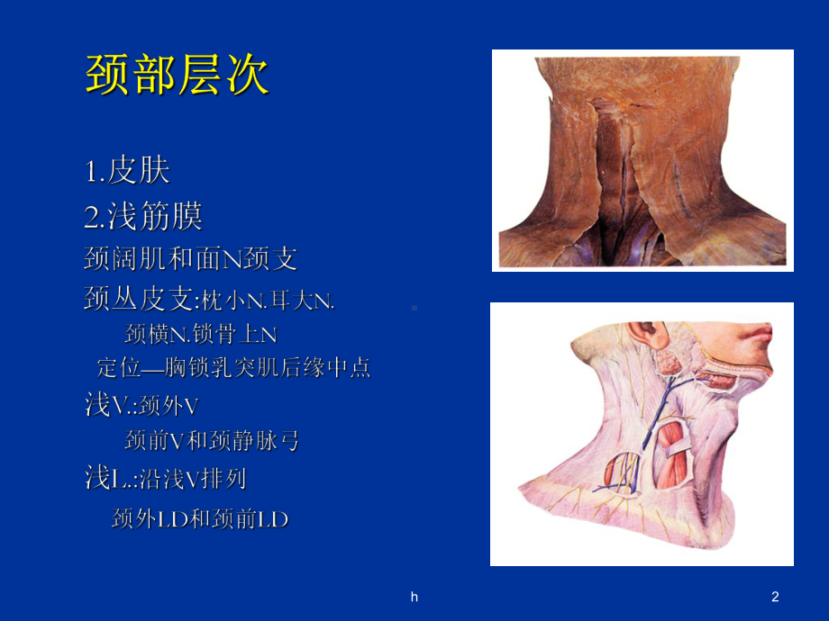 临床颈部解剖图谱课件.ppt_第2页