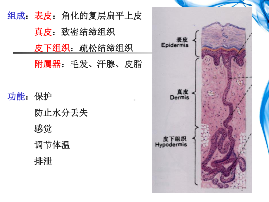 组胚学课件皮肤.ppt_第2页