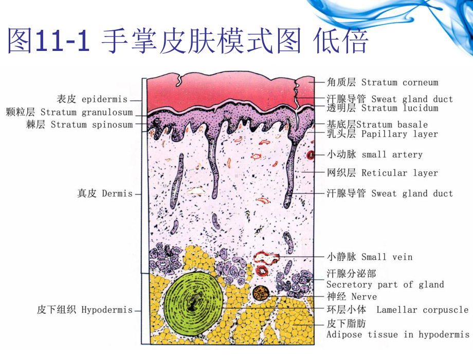 组胚学课件皮肤.ppt_第3页