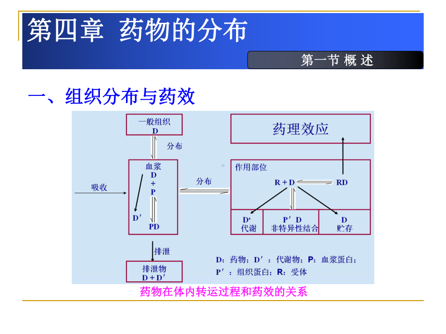 药物与血浆蛋白结合率的影响课件.ppt_第3页