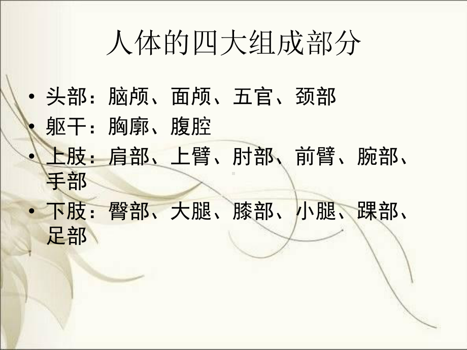 人体结构的比例课件.ppt_第3页