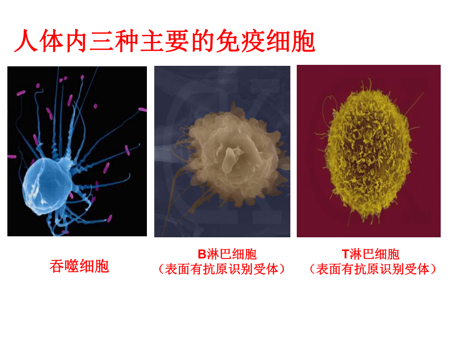 第二节-体液免疫和细胞免疫课件.ppt_第3页