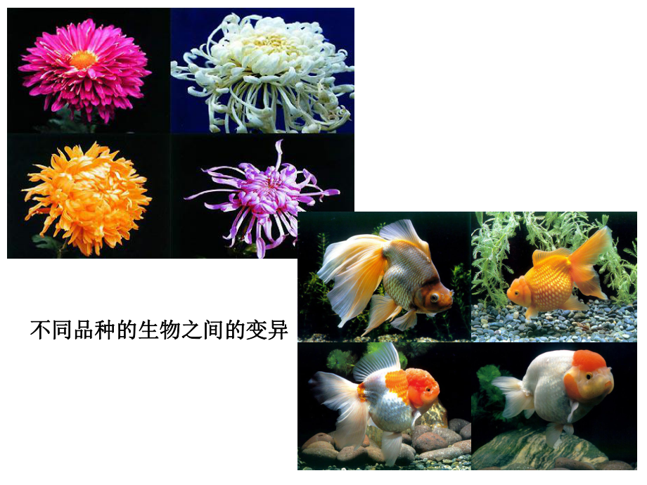 第五节-生物的变异课件.ppt_第3页