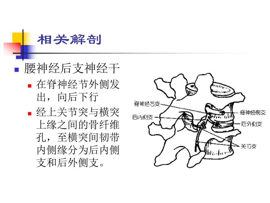 腰神经后支卡压课件.ppt_第2页