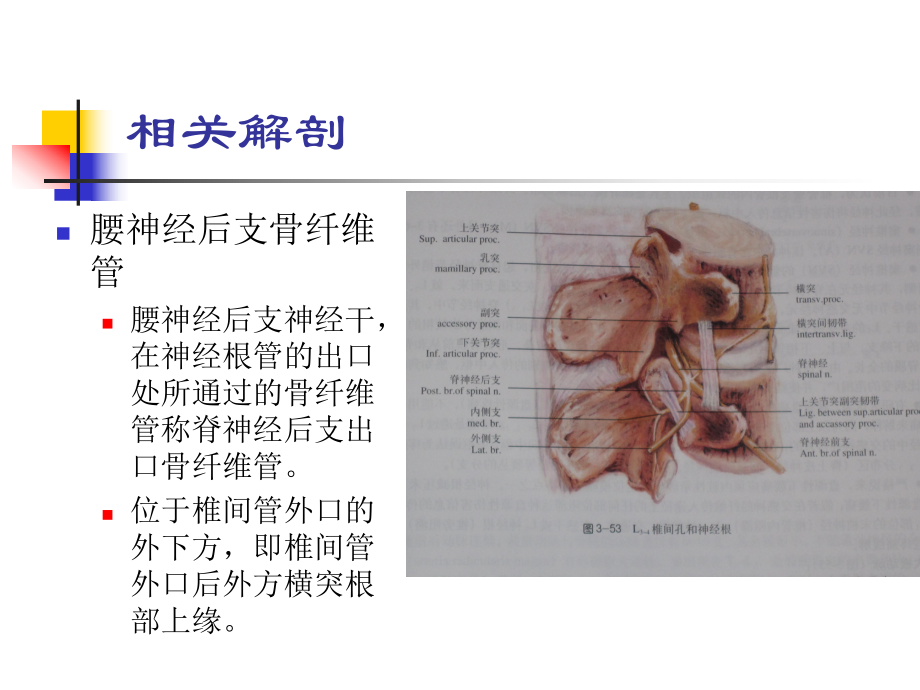 腰神经后支卡压课件.ppt_第3页