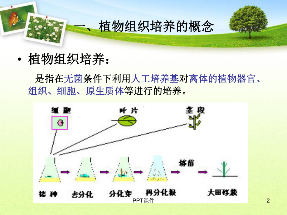 植物组织培养课件-002.ppt_第2页