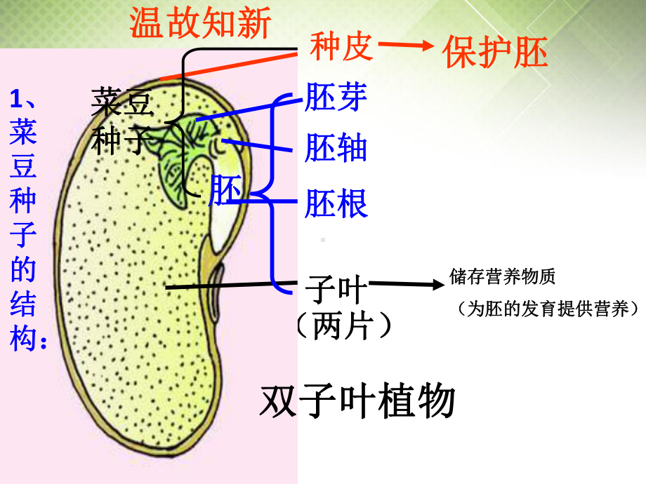 人教版七年级上册生物-第312-种子植物课件2.ppt_第2页