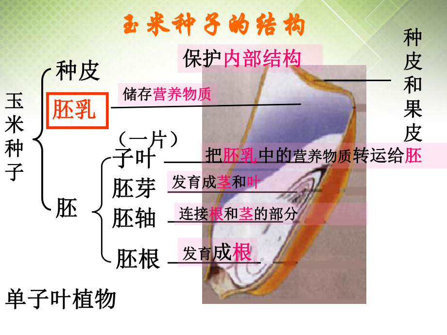 人教版七年级上册生物-第312-种子植物课件2.ppt_第3页