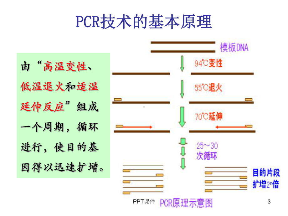 分子生物学课件PCR课件.ppt_第3页