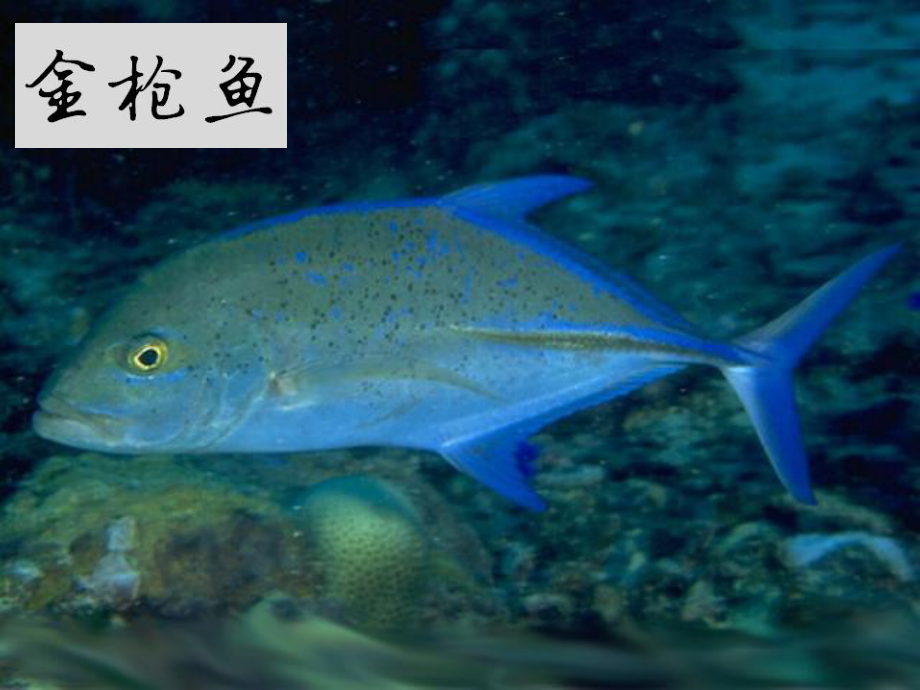 人教版生物八年级上册第四节-鱼课件.ppt_第2页