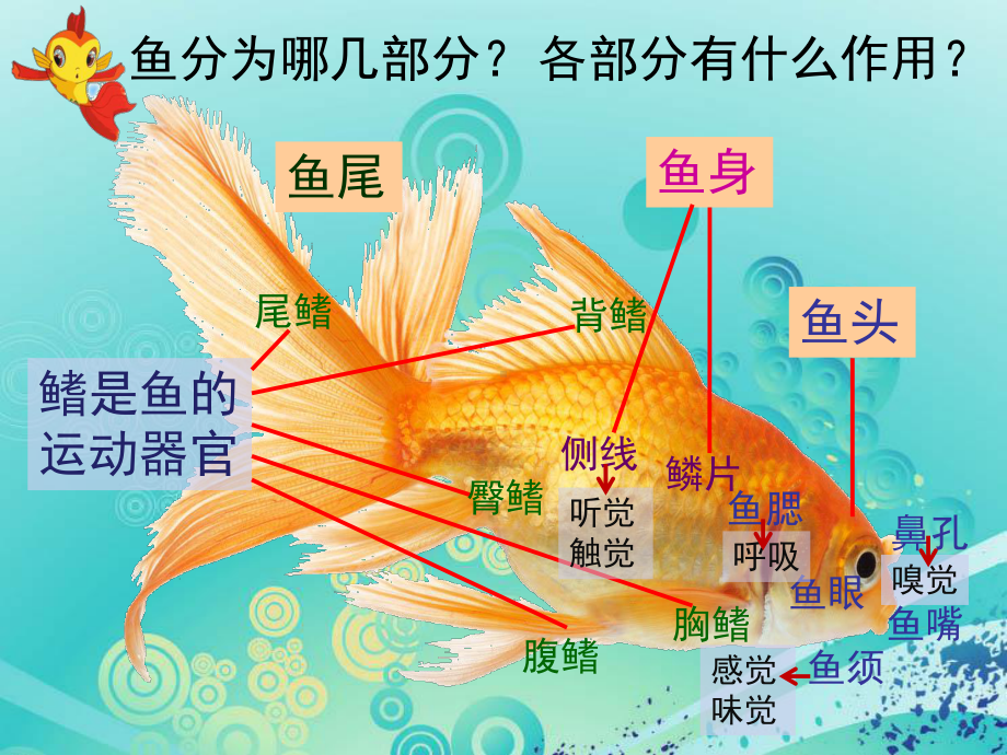 人美版一年下《17钓鱼》参考课件.ppt_第3页