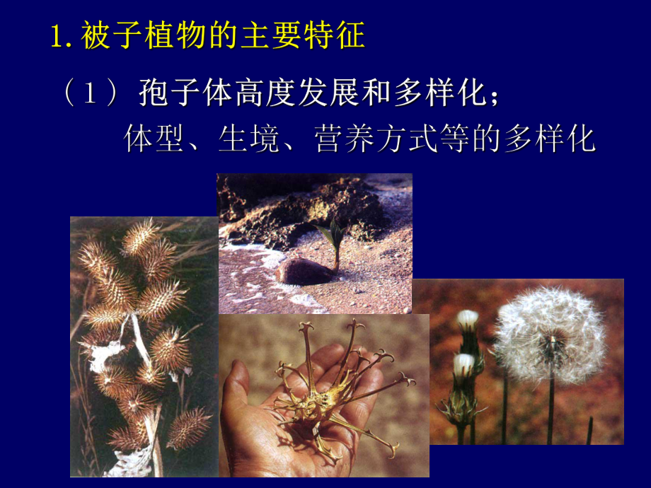 普通生物学课件：6-被子植物.ppt_第3页