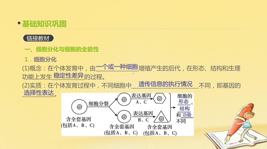 高考生物(全国版)一轮复习课件：第12讲-细胞的分化、衰老、凋亡和癌变.ppt_第3页