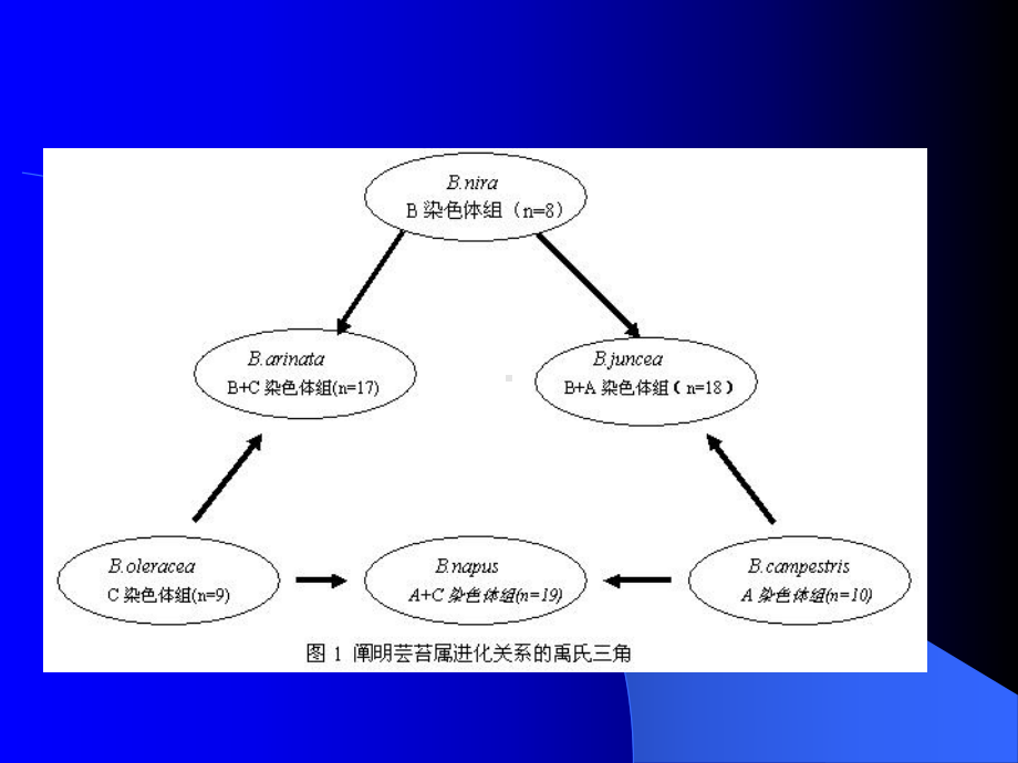 油菜育种与良种繁育课件.ppt_第2页