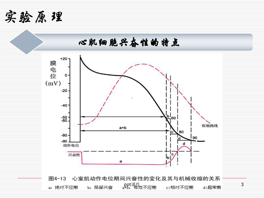 期前收缩与代偿间歇课件.ppt_第3页