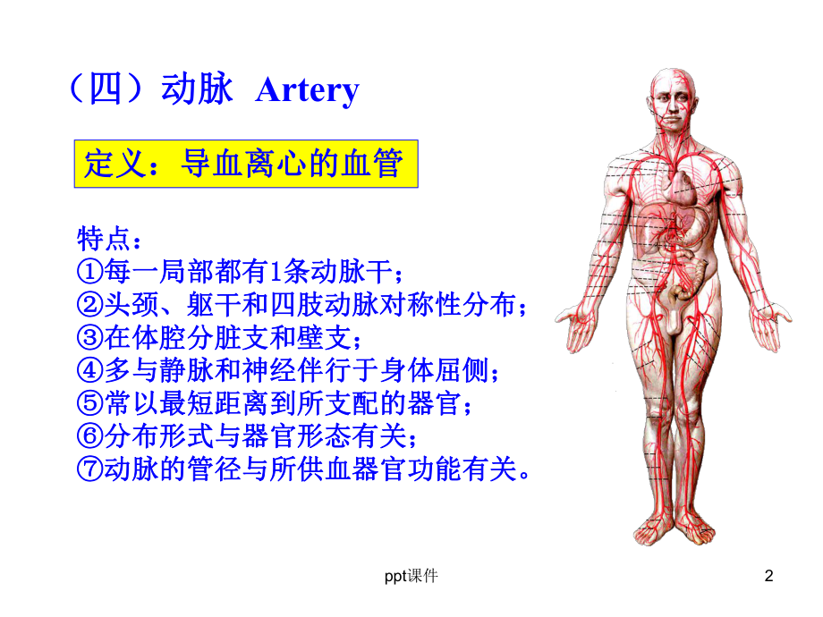 人体解剖学课件-动脉课件.ppt_第2页