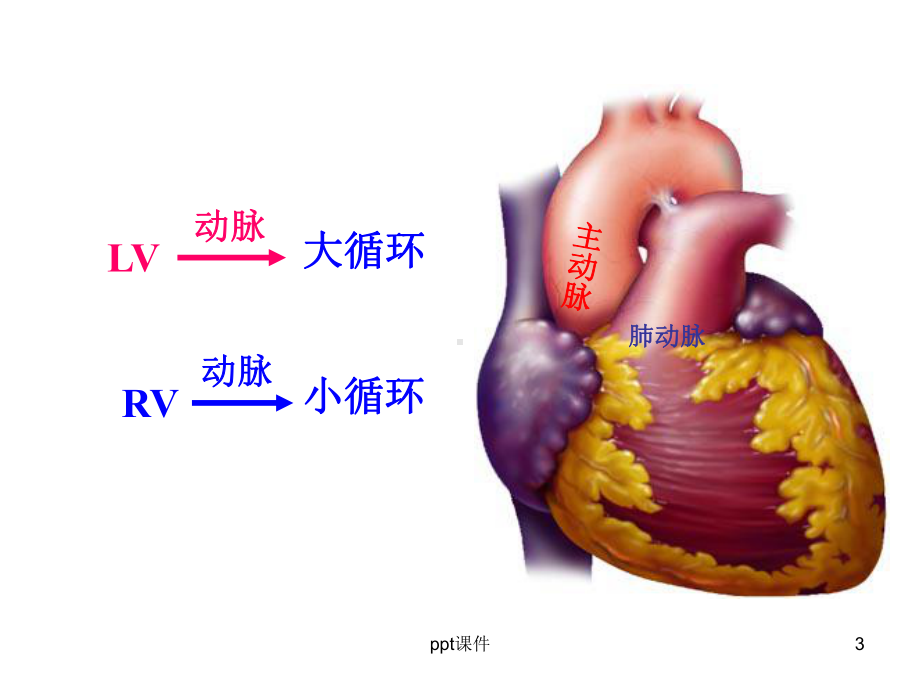 人体解剖学课件-动脉课件.ppt_第3页