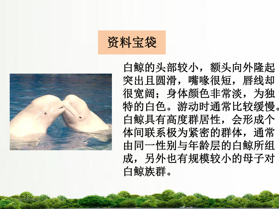 西师大版语文四年级下册：12白鲸课件.ppt_第3页