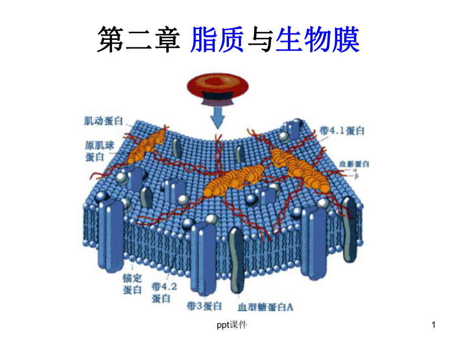 第二章脂质与生物膜课件.ppt_第1页