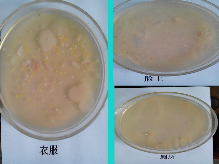 八年级生物上册-第四章-第二节-细菌课件.ppt_第2页