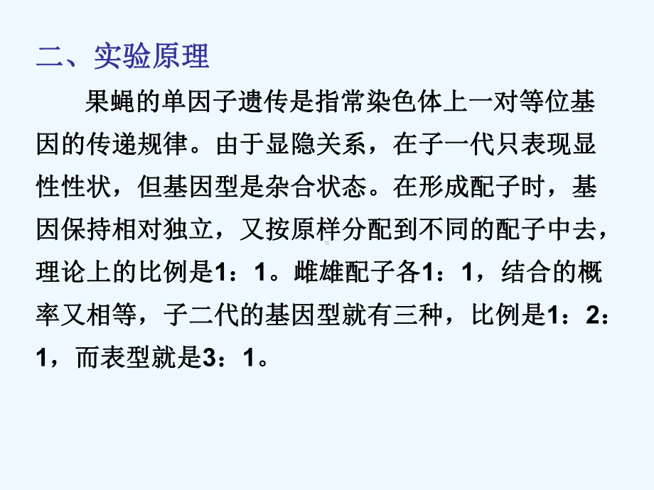 实验11果蝇的单双因子、伴性遗传及三点试验(杂交)课件.ppt_第3页