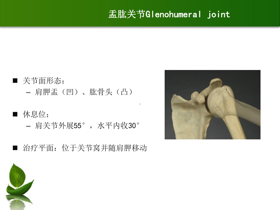 肩肘关节松动术课件.ppt_第2页