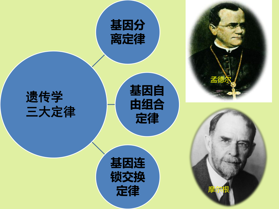 上海科学技术出版社高中生命科学拓展型课程：3-遗传-复习课件.ppt_第2页