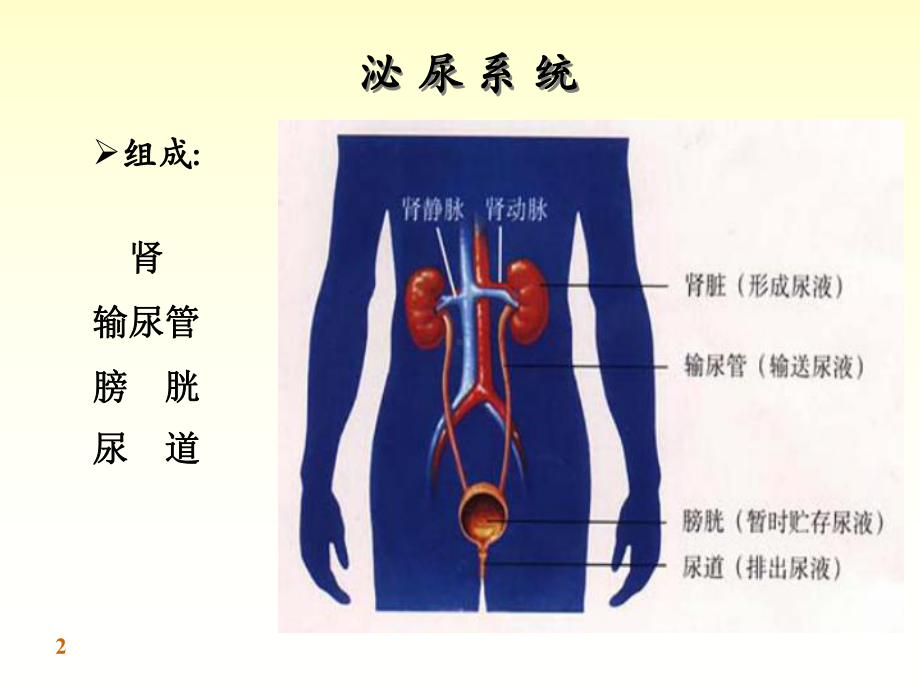 基础医学概论-第七章-泌尿系统课件.ppt_第2页