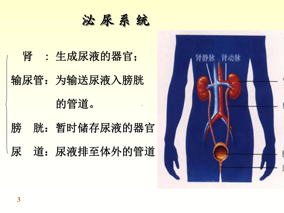 基础医学概论-第七章-泌尿系统课件.ppt_第3页