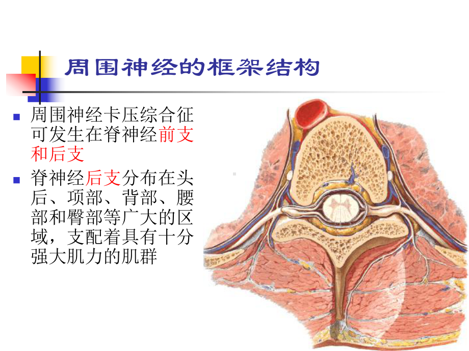 周围神经卡压综合症课件.ppt_第2页