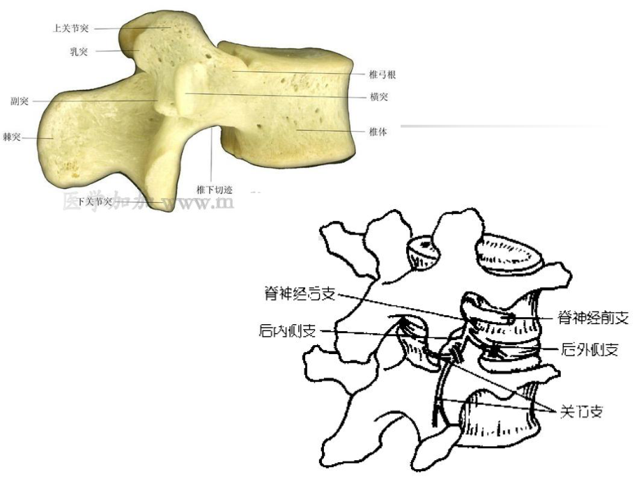 周围神经卡压综合症课件.ppt_第3页