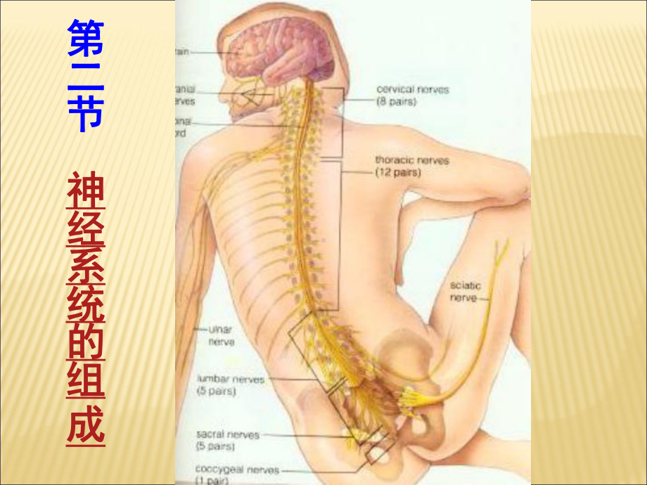 人教版生物七年级下册《神经系统的组成》课件.ppt_第2页