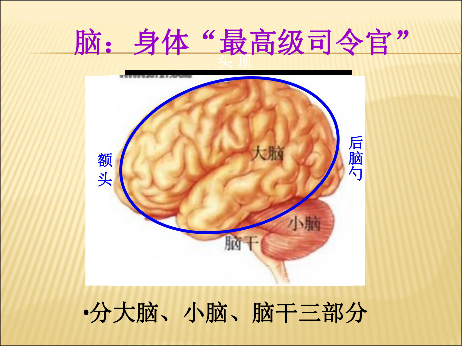 人教版生物七年级下册《神经系统的组成》课件.ppt_第3页