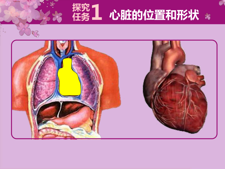 人教版七年级生物下册《输送血液的泵-心脏》课件.ppt_第3页