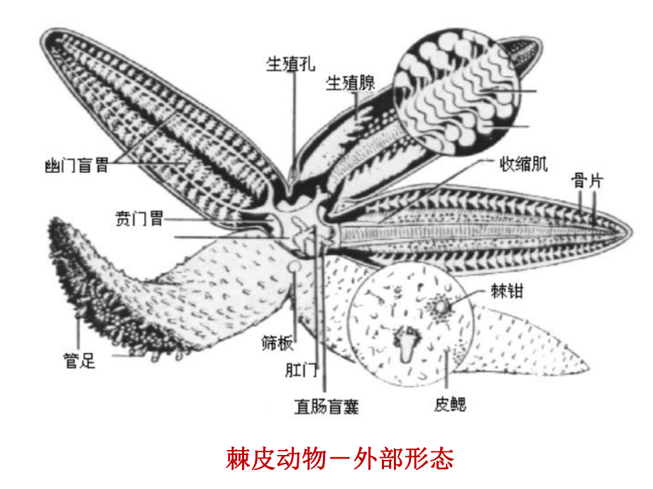 棘皮动物门课件.ppt_第3页