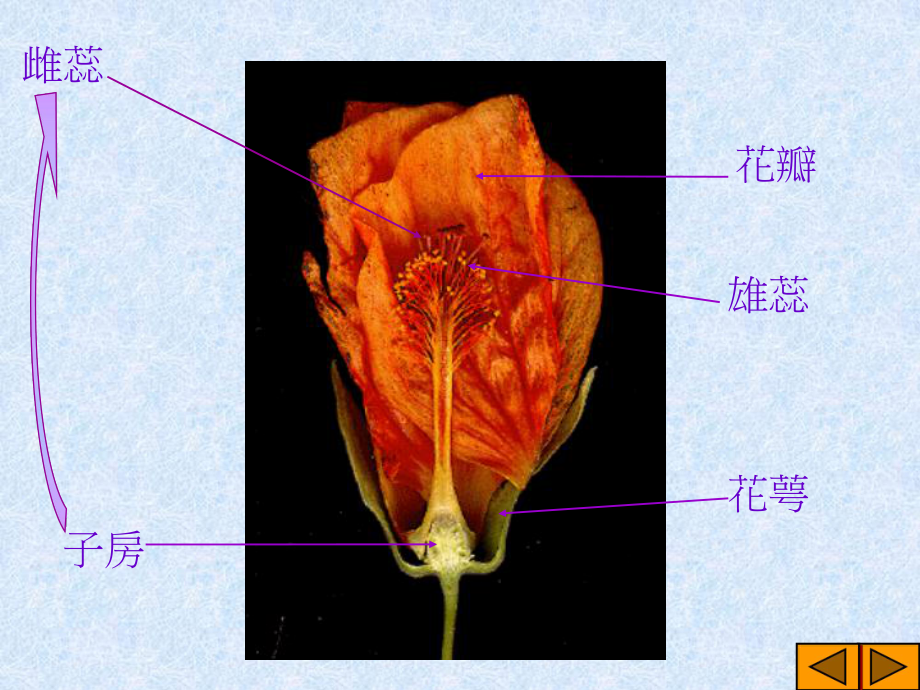 花的结构及功用课件.ppt_第3页