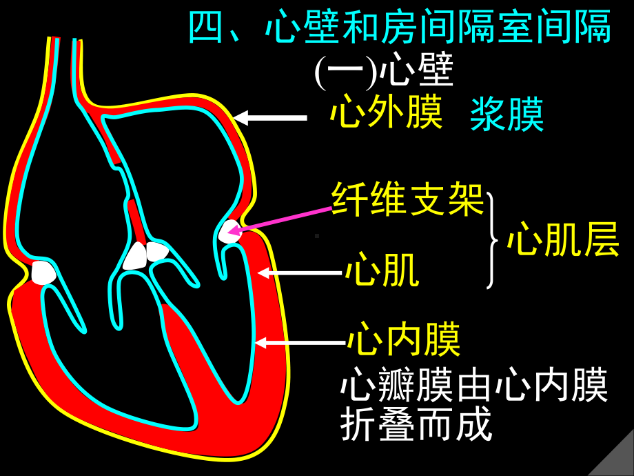 心壁和房间隔室间隔课件.ppt_第1页