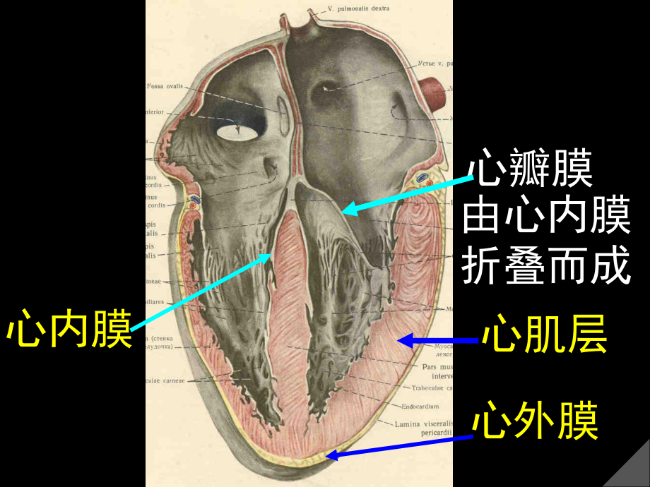 心壁和房间隔室间隔课件.ppt_第2页