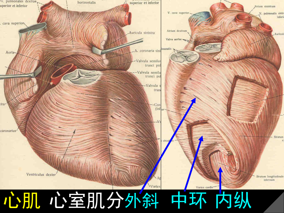 心壁和房间隔室间隔课件.ppt_第3页