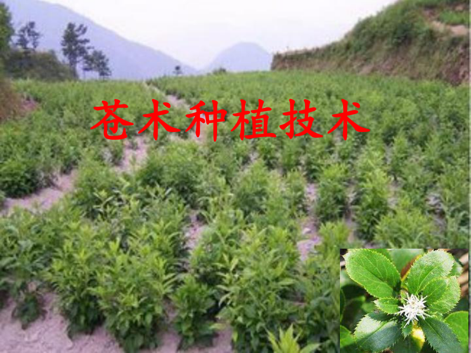 苍术种植技术课件.pptx_第1页